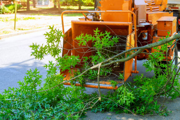 Plymouth, PA Tree Care Services Company